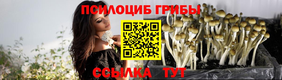 Псилоцибиновые грибы Psilocybine cubensis Чернушка